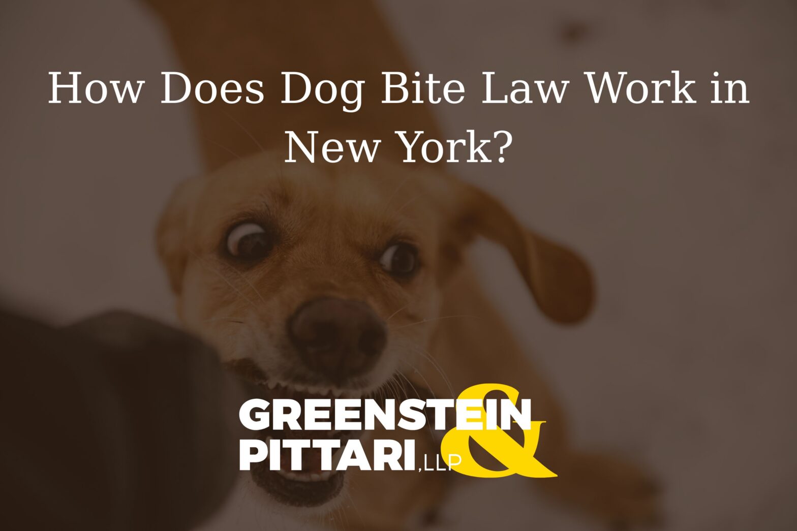 How Does Dog Bite Law Work in New York?