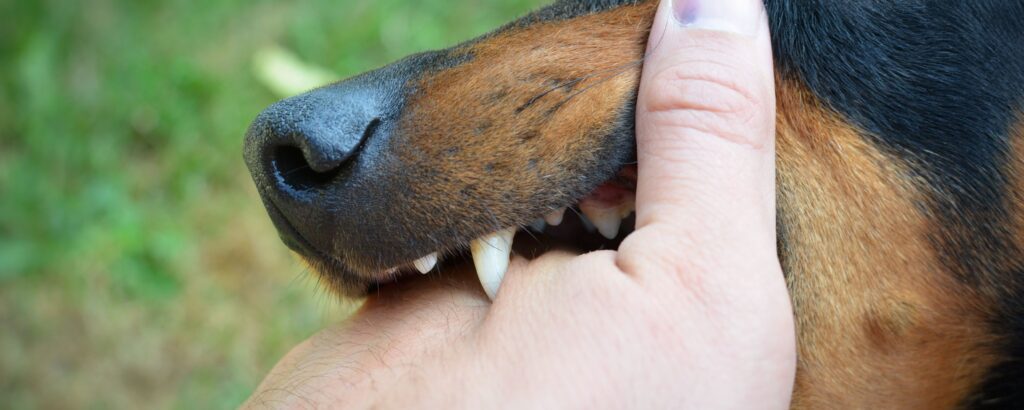 dog bites liability